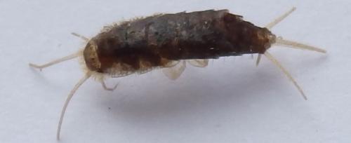 Réf. 221 570 : Ctenolepismatinae inconnu